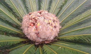 铁树球怎么种植方法 怎么栽铁树球