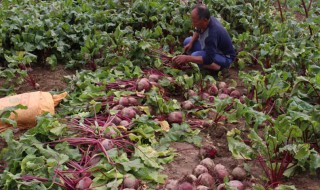 甜菜怎么种（甜菜怎么种植）