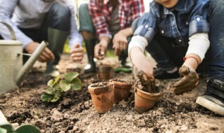 孔雀草种子怎么种植 孔雀草有种子吗