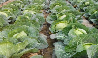 包菜怎么种植 包菜怎么种植方法视频