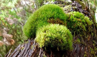 苔藓怎么种植在木头上（如何把苔藓种在木头上）