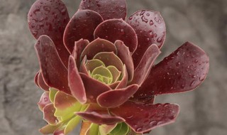 黑法师怎么养才能更旺盛 黑法师春天怎么养