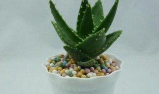 芦荟怎么养才能长的快又大好 芦荟怎样养才能长得快