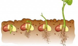 生长豆怎么养才能变长 怎么让生长豆快速生长