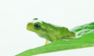 青蛙生活在哪里（绿色的青蛙生活在哪里）
