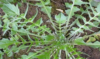 荠菜有几个品种（荠菜有多少品种?长啥样啊?）