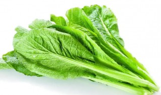 潮汕人说的春菜是什么菜 潮汕地区的春菜学名叫什么