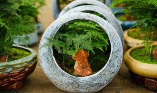 文竹该如何养殖呢 文竹怎么养殖才能养得活养得好