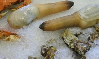 象拔蚌是什么东西哪个部位 象拔蚌 干什么