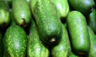 广东节瓜是不是西葫芦（西葫芦是南瓜吗）