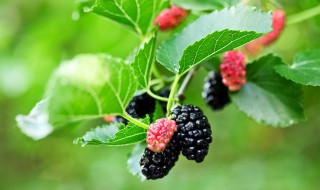 春天的桑叶可以做茶吗(春天能喝桑叶茶吗)