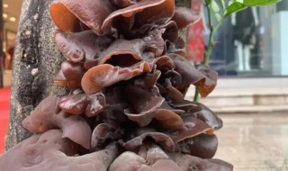 树上摘的木耳能吃吗（长在树木上的木耳可以摘来吃）