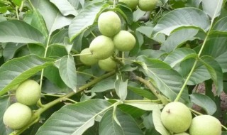 核桃树上结的穗能吃吗（核桃树上长的穗能吃吗）