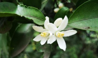 金桔什么时候开花 脆蜜金桔什么时候开花