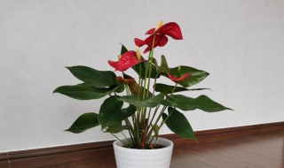 红掌什么时候开花(红掌什么时候开花什么时候结束)