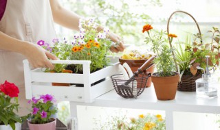 风铃草什么时候开花 紫斑风铃草什么时候开花