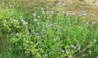 藿香蓟什么时候开花（藿香蓟的花期）