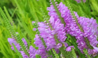 随意草什么时候开花 什么草能开花结果