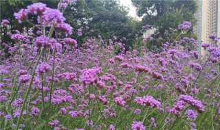 马鞭草什么时候开花（马鞭草什么时候开花时间）