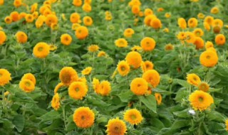 矮向日葵什么时候开花(矮向日葵的花期)