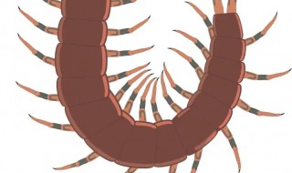 蜈蚣会爬到睡觉的人身上吗（晚上睡觉蜈蚣爬上身体）