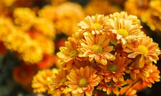 菊花的特点和精神 菊花的特点和精神品质