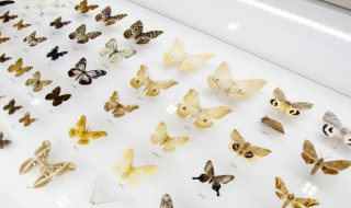 为什么昆虫都有六只脚 为什么昆虫都有六只脚只脚是什么