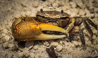 招潮蟹真的会招潮吗（招潮蟹需要水吗）