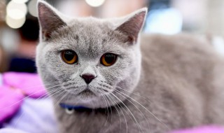 梦见被猫追咬怎么回事 梦见被猫追着咬有什么预兆吗