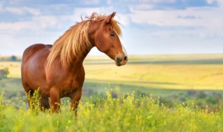 梦见马是怎么回事（女人梦见马是怎么回事）