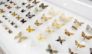 毛毛虫为什么会变蝴蝶 为什么毛毛虫要变蝴蝶