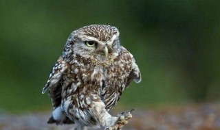 猫头鹰的头为何能转很大的角度 猫头鹰的头为什么可以转180度