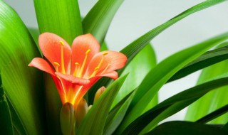 君子兰的精神品质是什么（君子兰的品性和精神）