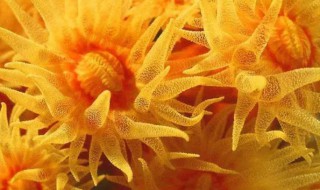 海菊花为什么不是花 海菊花是动物吗