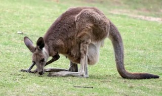 袋鼠为什么有袋 袋鼠为什么有袋子
