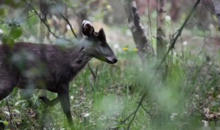 为什么毛冠鹿的头上没长角(为什么鹿有鹿角)