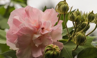 芙蓉是指什么意思（芙蓉指的什么意思）