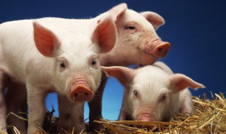 猪为什么用嘴巴拱泥土（猪用嘴巴拱地）