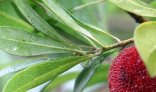 为什么树叶落下时叶背总朝上 为什么树叶落地总是背面朝上