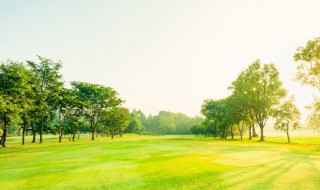 灌木为什么不能是林 灌木是不是森林