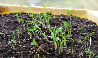 发芽率高的种子为什么催不出芽（种子发芽率不高的原因）