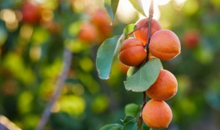 果树为什么会出现大小年及如何防治（果树大小年现象的原因及解决方案）