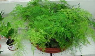 文竹的枝叶为什么会变黄 为什么文竹的叶子会变黄