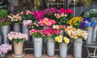 盆花为什么要换盆怎样倒盆和换盆（花盆怎么倒盆好）