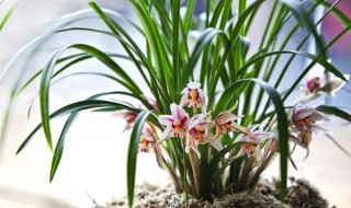 春兰花期为什么怕高温（春兰能耐受的最低温度）