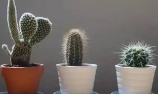 仙人掌放在计算机旁真能防辐射吗（仙人掌放在电脑哪个位置能防止辐射）