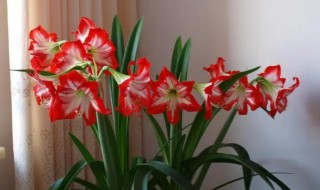 朱顶红叶片为什么会发黄 为什么朱顶红有的有叶子有的没叶子