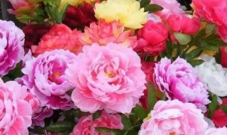 为什么牡丹花是国花(为什么说牡丹花是国花)