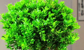 米兰花怎么养才能更旺盛（米兰花怎么养才愿意开花）