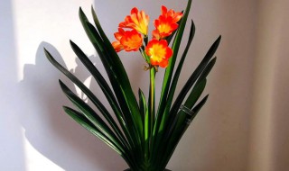 君子兰怎么养才好 君子兰怎么养才好?